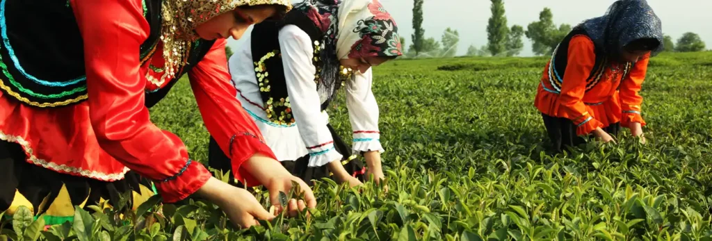 Handpicked from the lush tea gardens of Lahijan